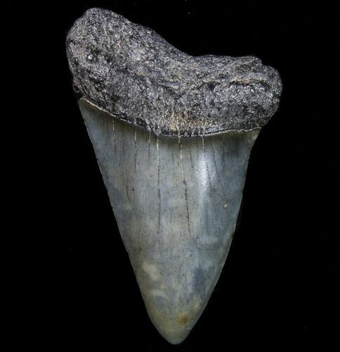 Large, Fossil Mako Shark Tooth - Georgia #75064